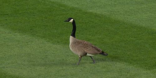 The Phillies had a fourth outfielder at Wrigley, although it had feathers