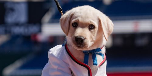 Meet the Nats' new four-legged prospect! 'Natty' makes debut as team dog