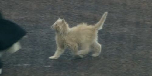 Meet ChipPurr Jones, who delivers the cutest first pitch you’ve ever seen!