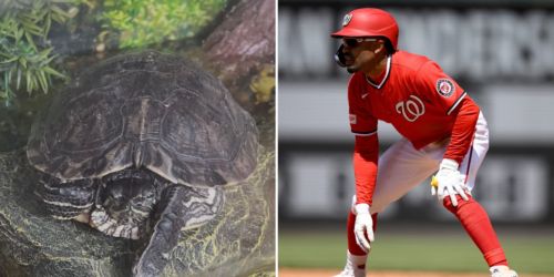 It's not a fable, it's Nats speedster Nuñez and his ironic pet
