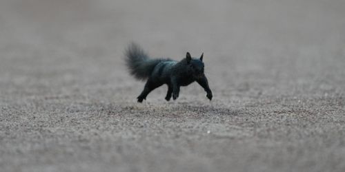 O's take front-row seat to Comerica Park's squirrel show