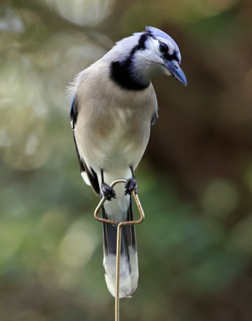 What’s That Doing Here?